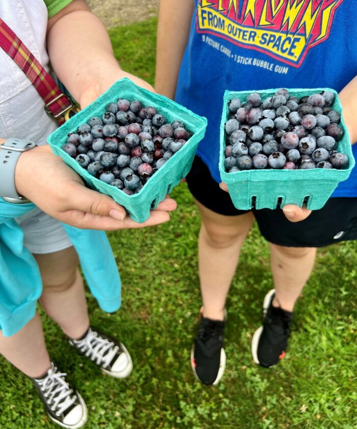 Residents enjoying blueberry picking at a local farm